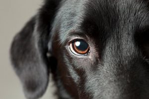 Eye Of Black Dog 