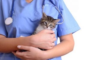 A veterinarian holding a small kitten