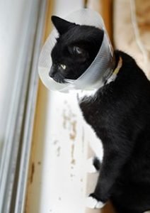 Black cat with cone around its neck