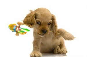 Puppy With Pinwheel in Mouth