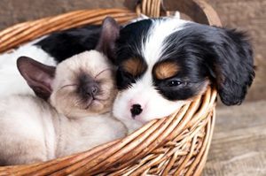 Puppy And Kitten Sleeping In Wicker Basket