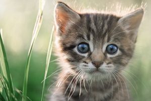 Closeup of Kitten Next to Blades of Grass