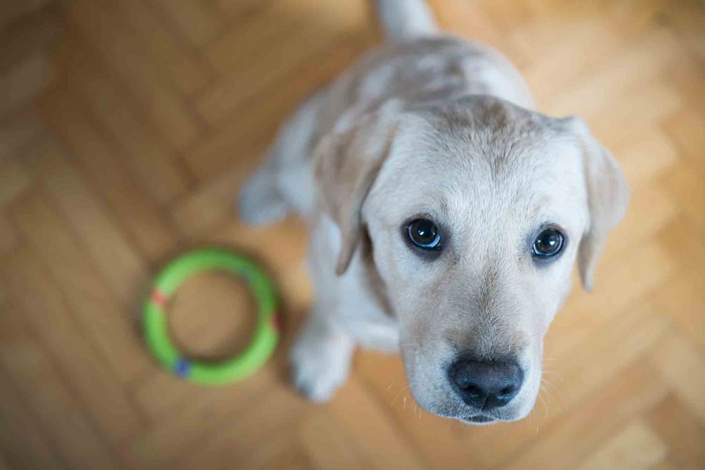 why cant dogs use a litter box