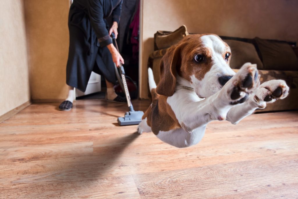 Why Your Pet is Scared of the Vacuum Cleaner and What You Can Do About It -  West Park Animal Hospital