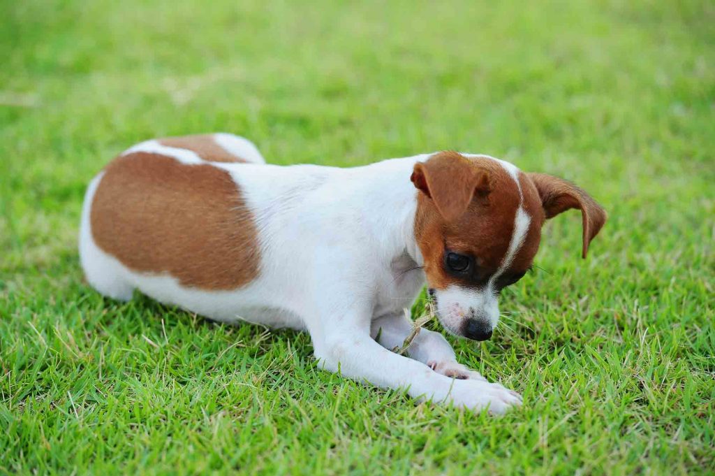 Dog eating grass and not 2024 eating food