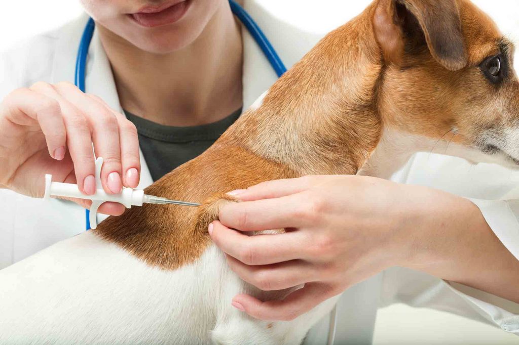 A veterinarian giving a dog an immunization