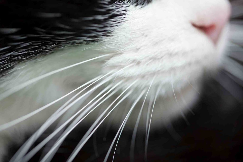 whisker fatigue