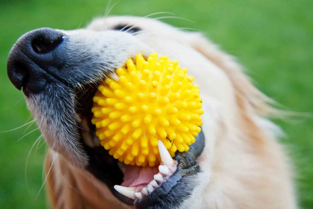 All of the Coolest Dog Toys for Your Best Friend and Why They Are so Important West Park Animal Hospital