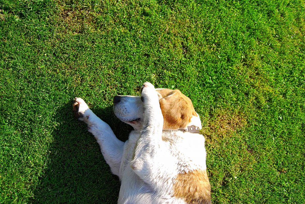 does dog pee ruin fake grass