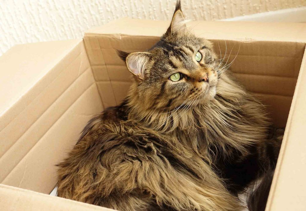 A Maine Coon cat laying in a box
