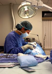 A veterinarian performing surgery on a pet 