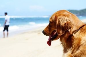 Elderly dog at the beach with owner in the background