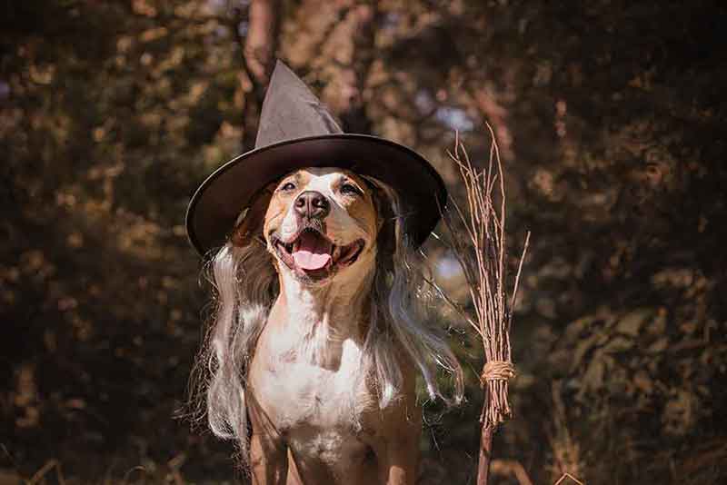 The best pet costumes are the ones your dog will wear happily.