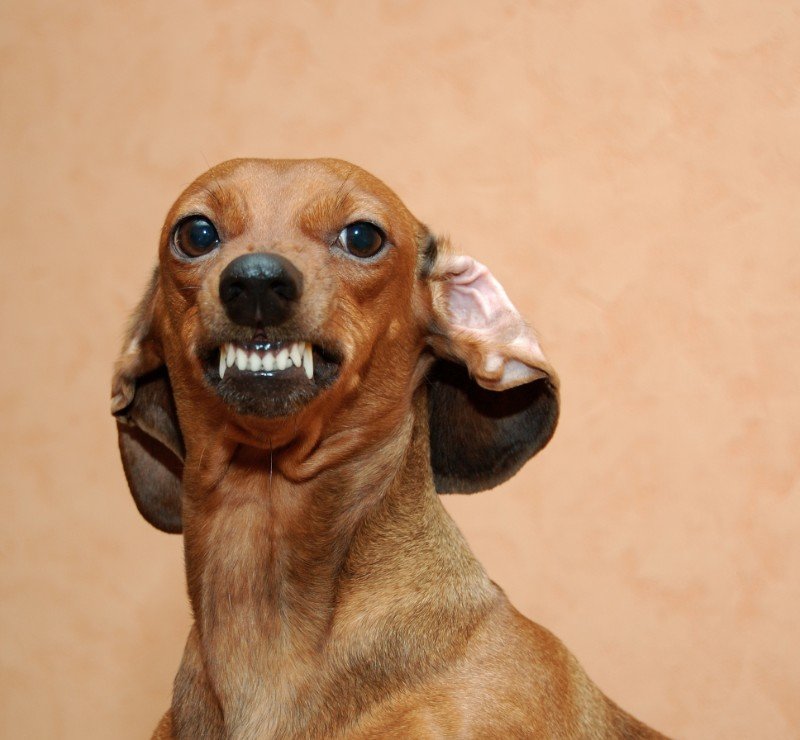 Small dog showing off teeth