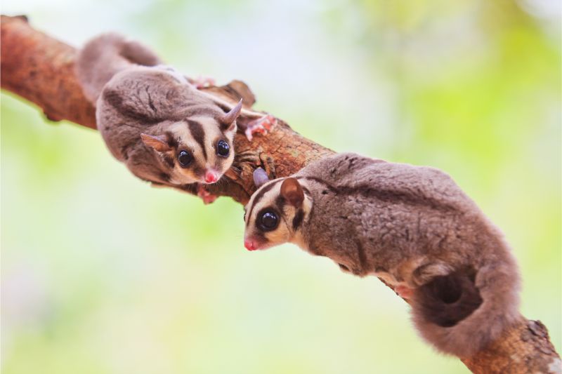 Two Sugar Gliders on Branch