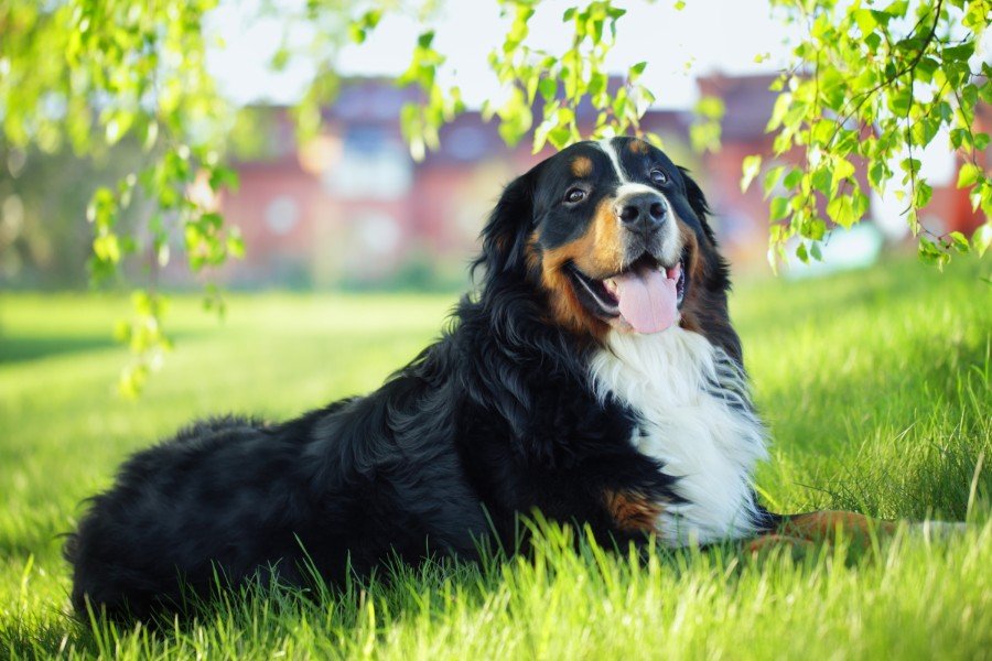 Mellow dogs are great for mellow people.