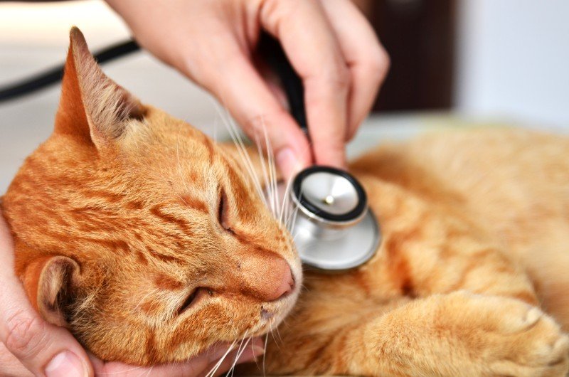 Vet listening to a cat's breathing with stethoscope