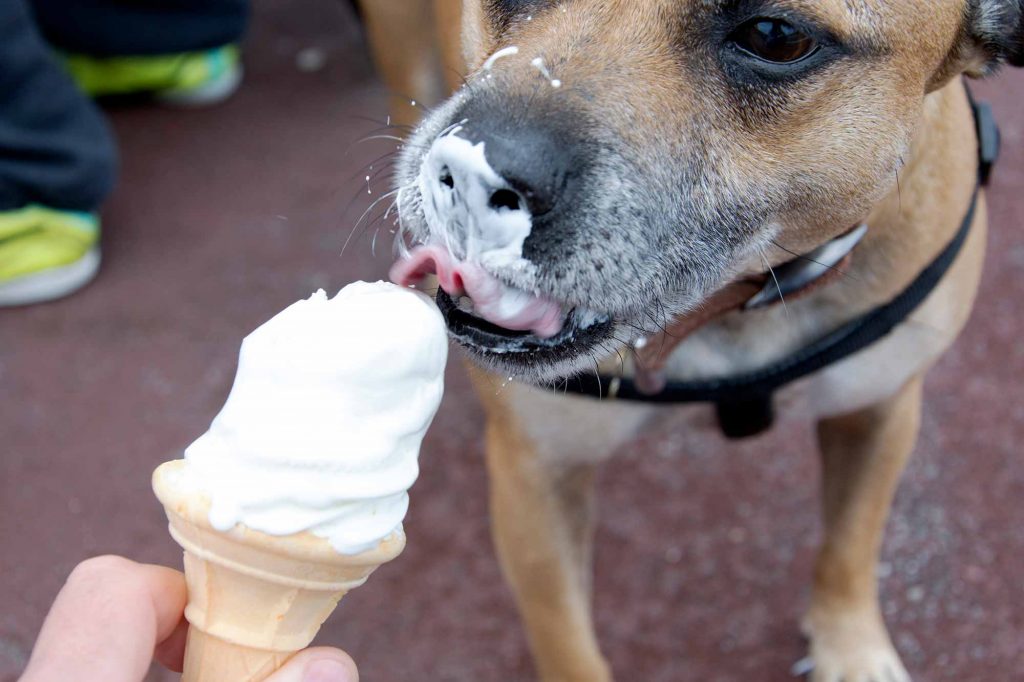 summer treats for your dog can be nutritious pet treats, too.