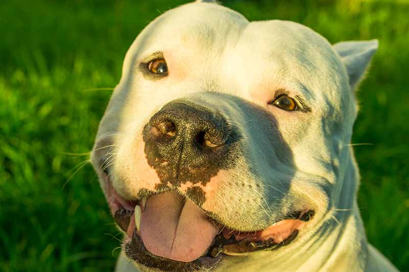 national-deaf-dog-awareness-week-west-park-animal-hospital