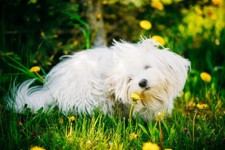 White dog smelling dandelions in grass