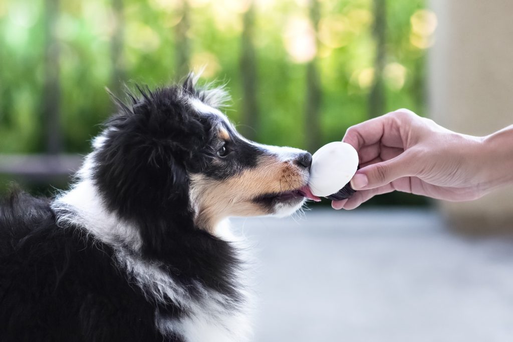 Black and white dog licking a sweet treat