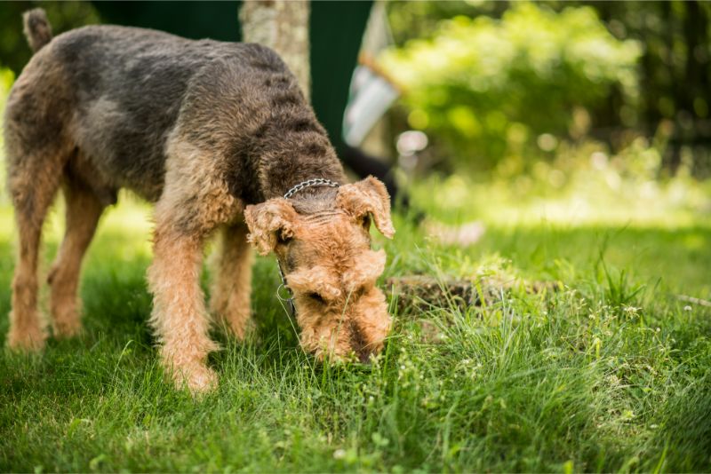 A Airedale Terrier dog eats the grass