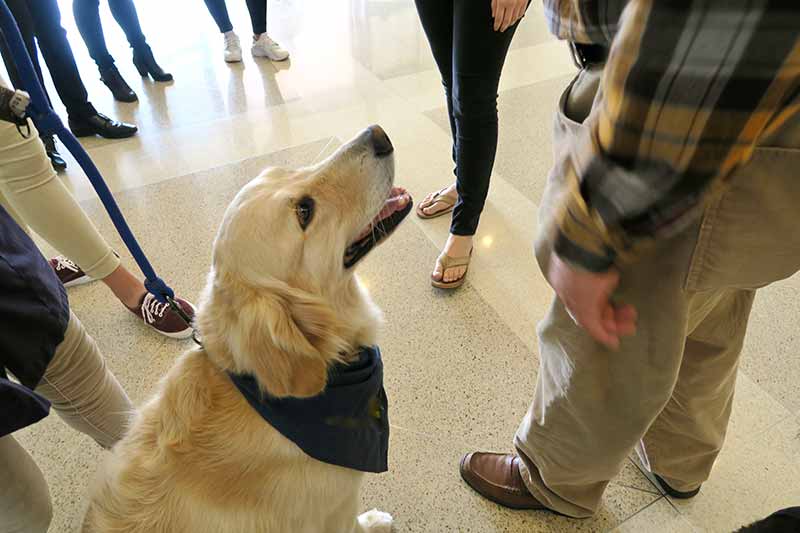If a service dog approaches you without its owner, there may be trouble.