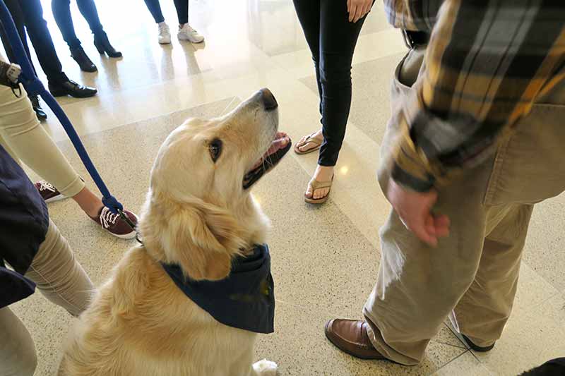 A service dog looking up at its owner
