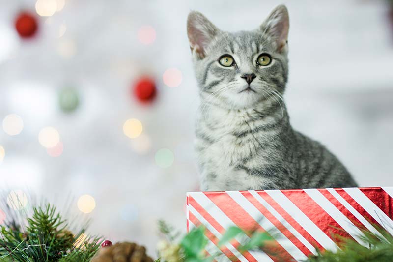 Adopting a pet for the holidays can be difficult