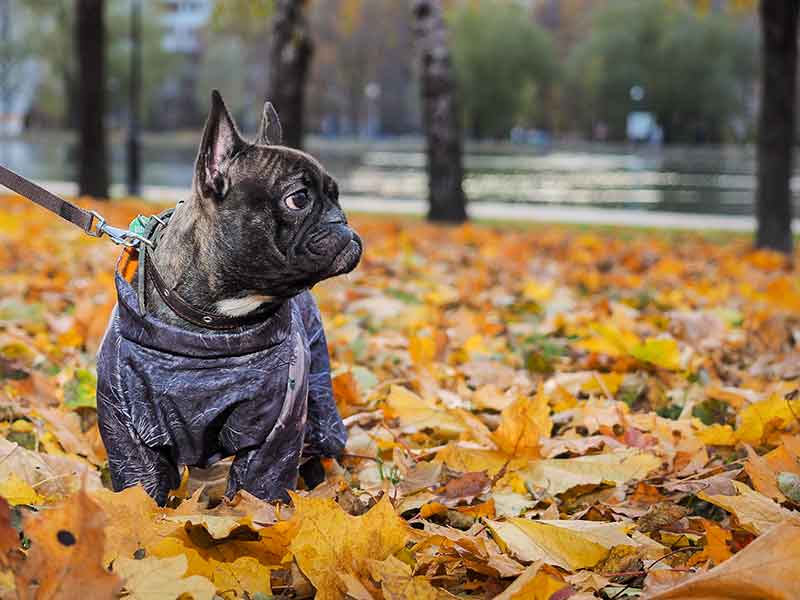 Fall fun for your pet can include great pet exercise and outdoor pet fun!