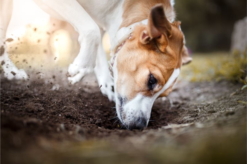 Dog Digging in Dirt