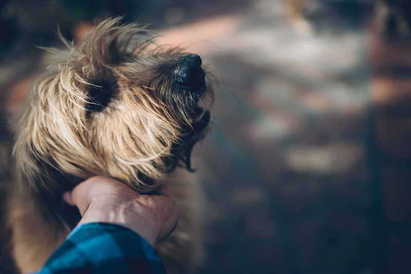 Dog resting chin in owner's hand