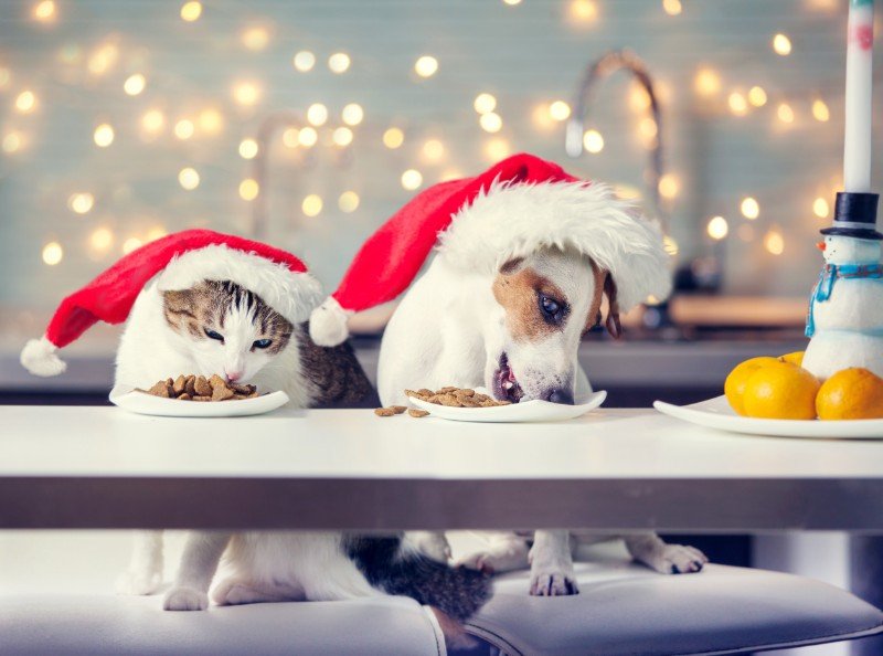 Dog and Cat Eating Treats Wearing Santa Hats