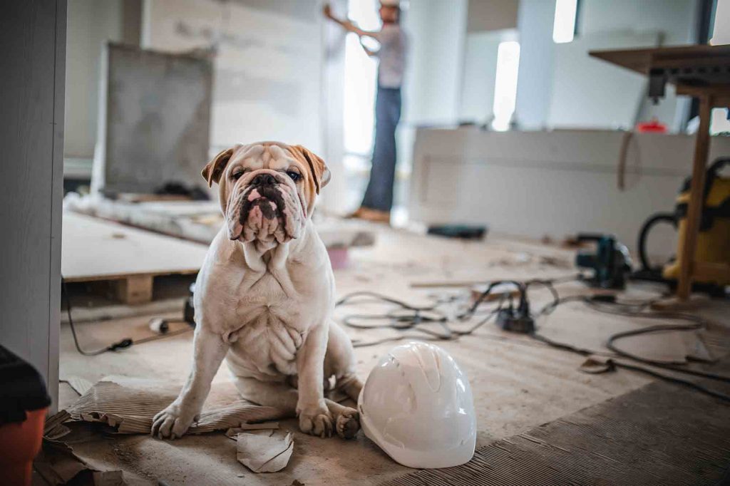 Pet safety during a remodel should be a consideration