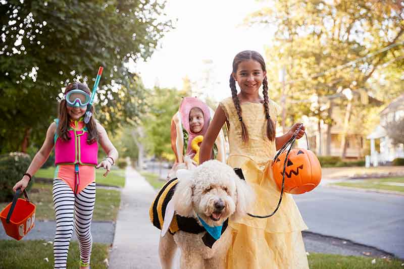 Halloween candy and pets can lead to chocolate toxicity in pets!