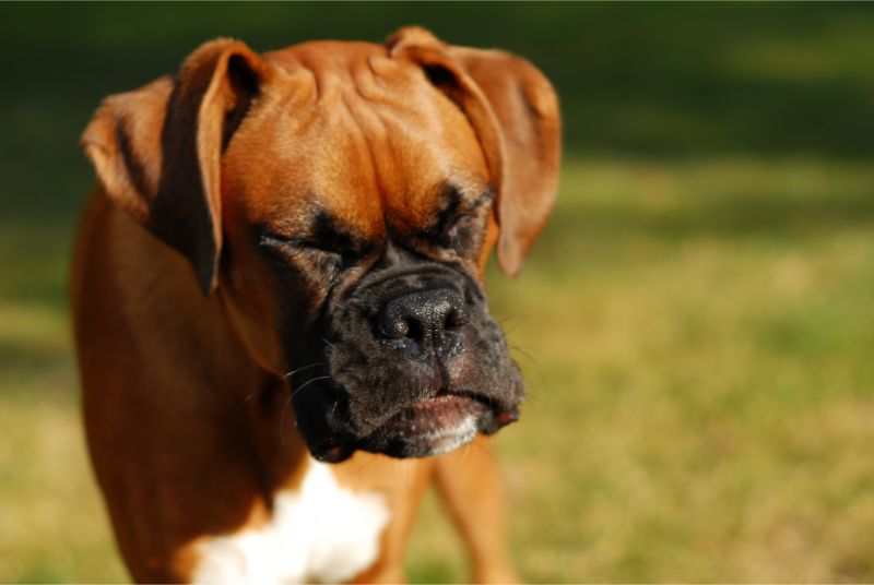 A boxer sneezing
