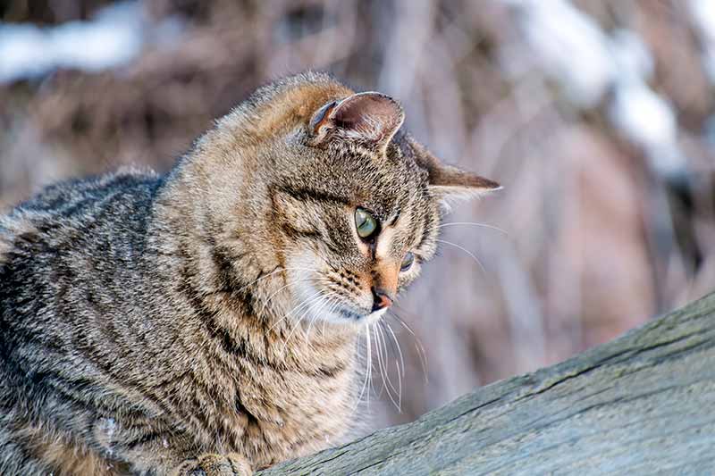 Winter cat care is part of winter pet safety.