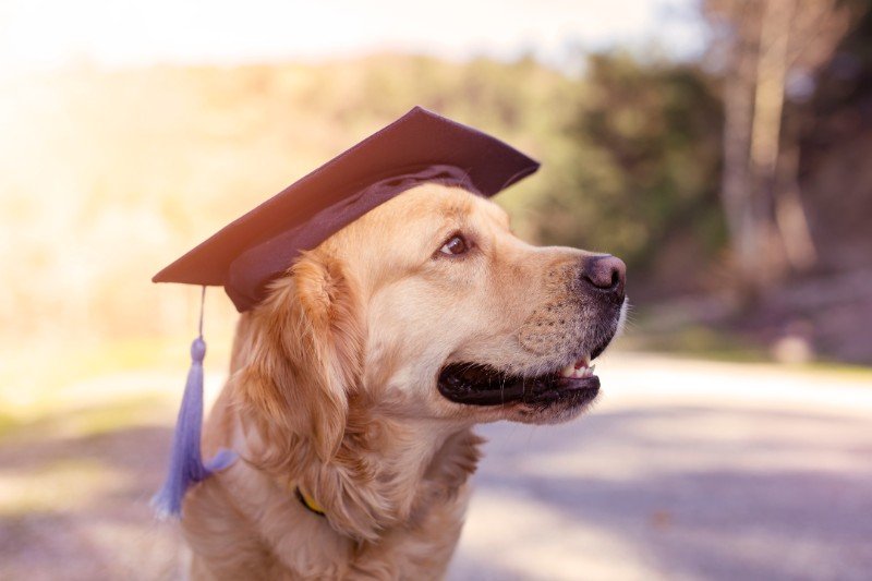 how do you help a blind and deaf dog