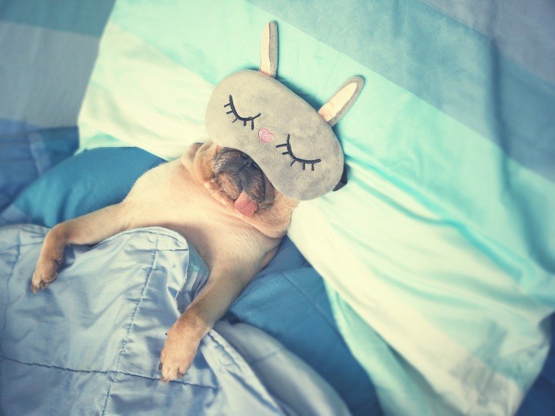 Cute pug dog sleep rest with the funny mask in the bed