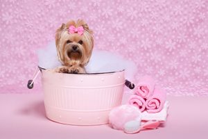 Female dog with bow on head in a pink bathtub