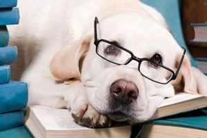 Dog wearing eyeglasses laying on stack of books 