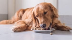 Dog Eating Off Plate