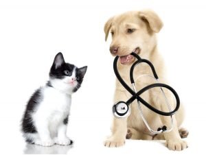 Kitten With Puppy Holding Stethoscope