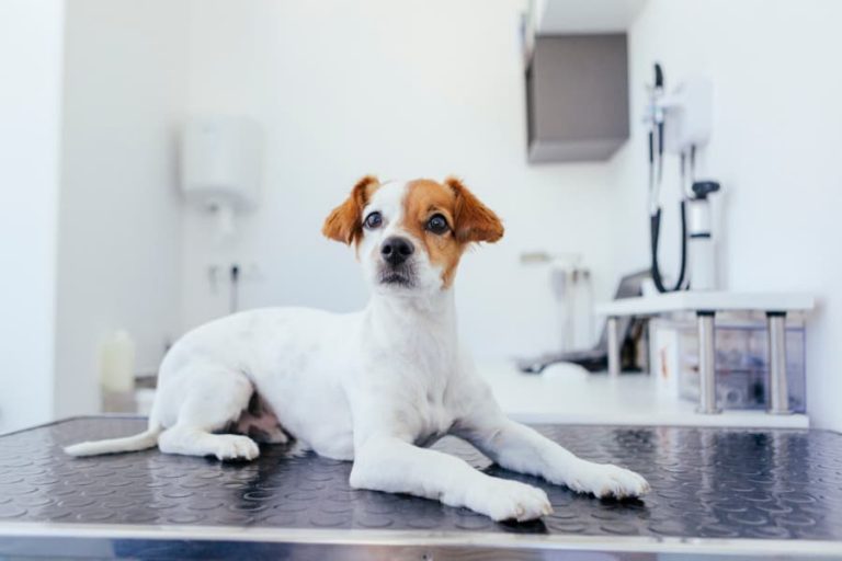 In-House Veterinary Laboratory - Cleveland, OH – West Park Animal Hospital