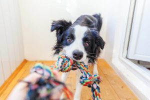 Black and while dog pulling on rope toy with its mouth