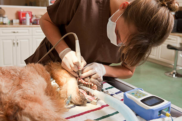 how much is a dental cleaning for a dog