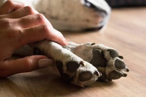 Human Hand Holds Dog Paw