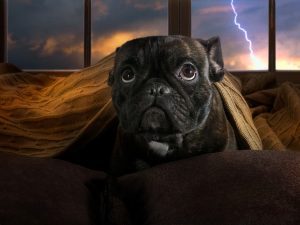 Bulldog afraid of thunderstorm hiding under blanket 