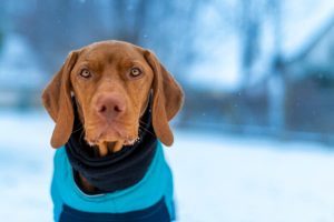 Vizsla dog wearing a blue winter coat