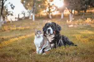 Bernese mountain dog and domestic cat sitting together in field